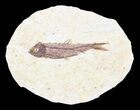 Detailed, Knightia Fossil Fish - Wyoming #53901-1